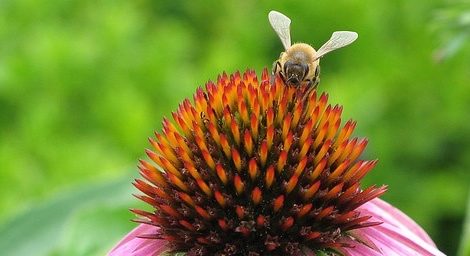 What We Can Do for the Bees