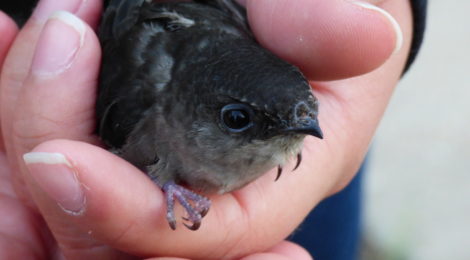 Chimney swifts: Mahtomedi's best-kept bird secret?